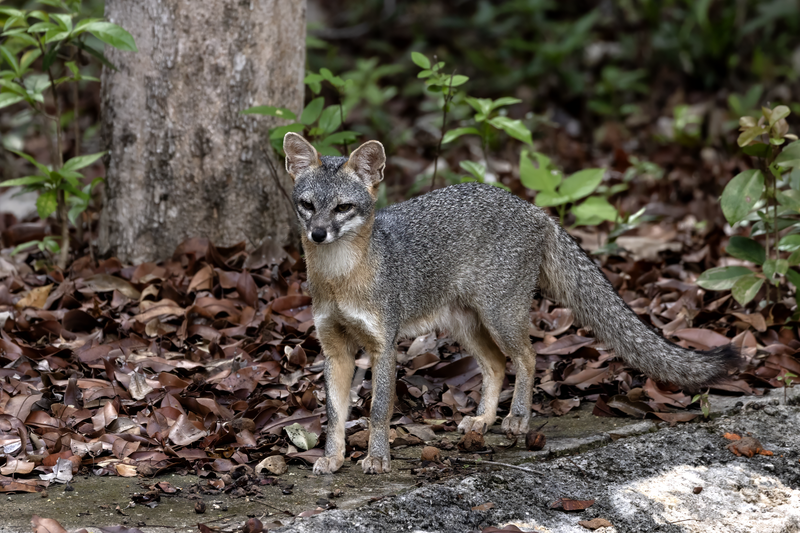 File:Gray Fox Tulum.png