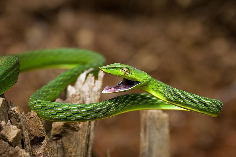 File:GreenVinesnakeCoiled Agumbe.jpg