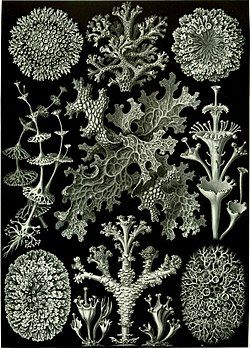 Lichens illustrated by German zoologist, naturalist, phylosopher, and illustrator Ernst Haeckel in Kunstformen der Natur (1904). Lichens, plate 83