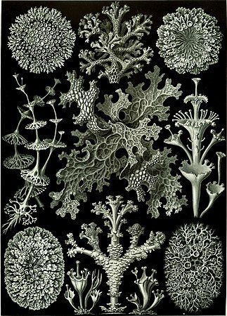 Illustration of several species of lichen