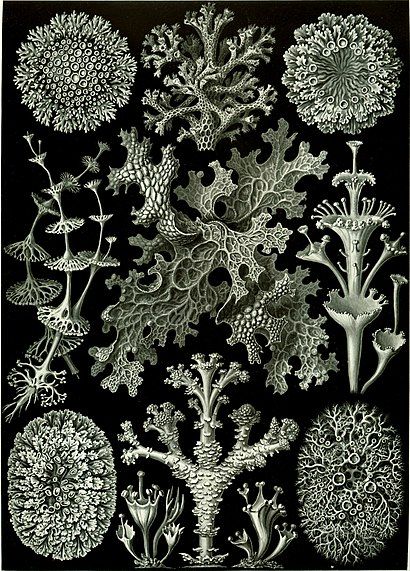 "Lichenes" from Ernst Haeckel's Artforms of Nature, 1904