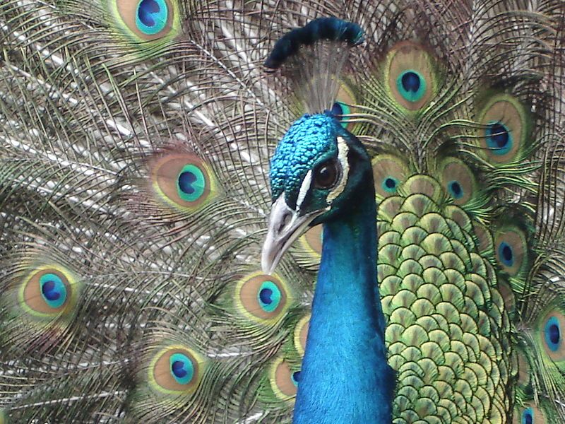 File:Head Peacock.jpg