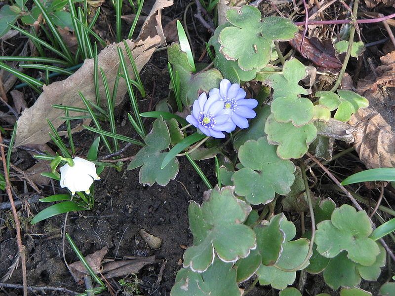 File:Hepatica transsilvanica01.jpg