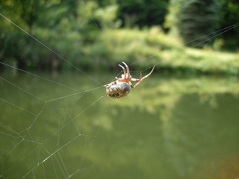 File:Herbstspinne445.JPG