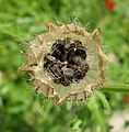 A complex form of dehiscence. The calyx of Hibiscus trionum has opened apically to reveal the capsule (ovary) inside. The capsule has split vertically in the centre, as well as through the locule walls.