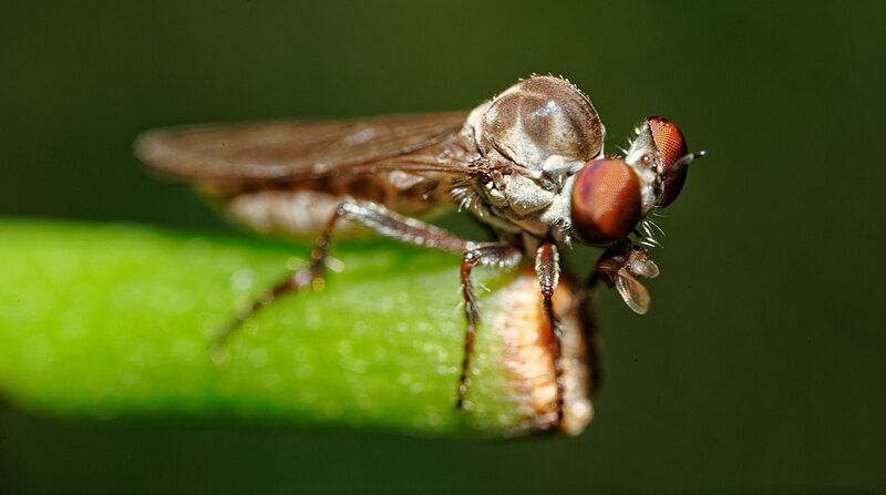 File:Holcocephala calva.jpg