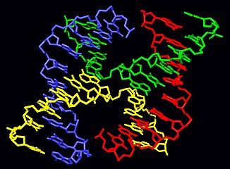 Molecular structure of a Holliday junction.