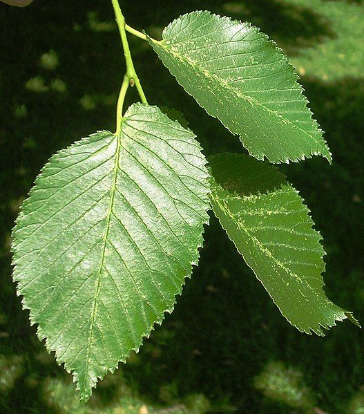 File:Huntingdon Elm leaves.jpg