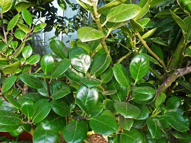 File:Ilex perado.jpg