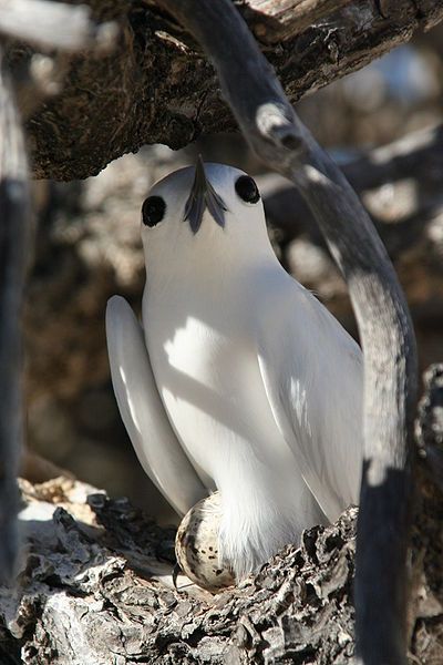 File:Incubating white tern.jpg