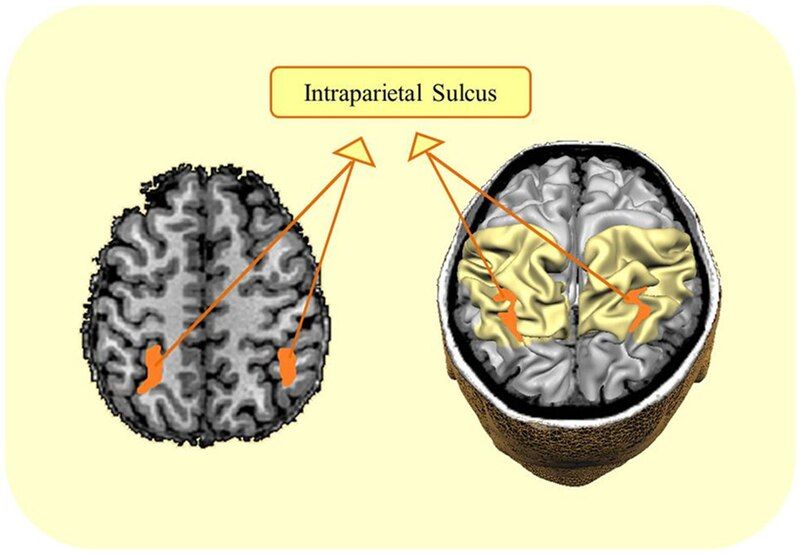 File:Intraparietal sulcus (IPS).jpg