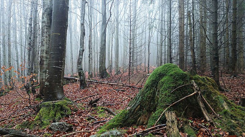 File:Jelení bučina.jpg