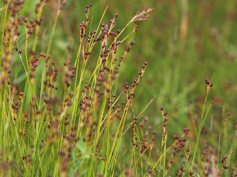 File:Juncus compressus habitus.jpeg