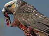 Kākā parrot