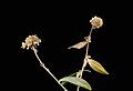 Dried Kalimeris indica inflorescence in winter time