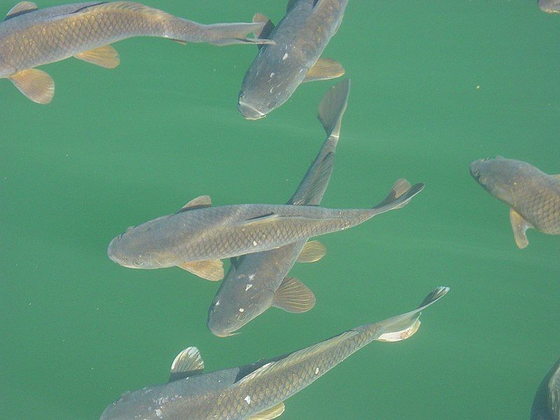 File:LakePowellCarp5437.jpg