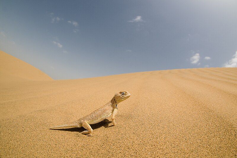 File:Laungwala toad-headed agama.jpg