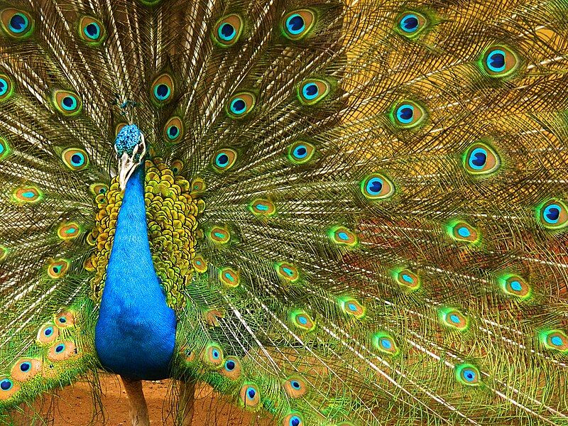 File:Male Indian Peafowl.jpg