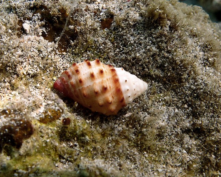 File:Mancinella sp..jpg