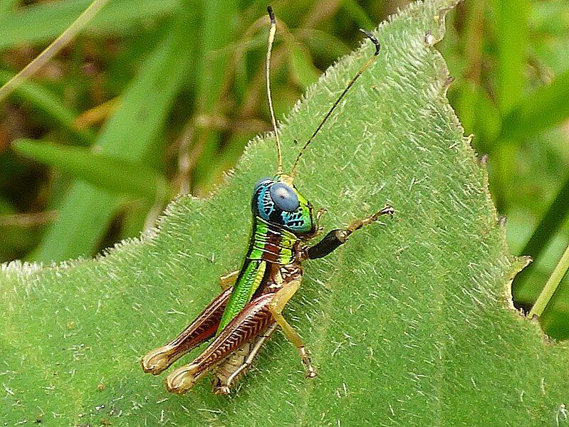 File:Megacheilacris vallensis.jpg