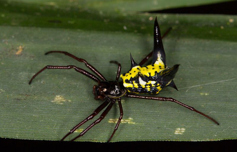 File:Micrathena sp. (14758694903).jpg