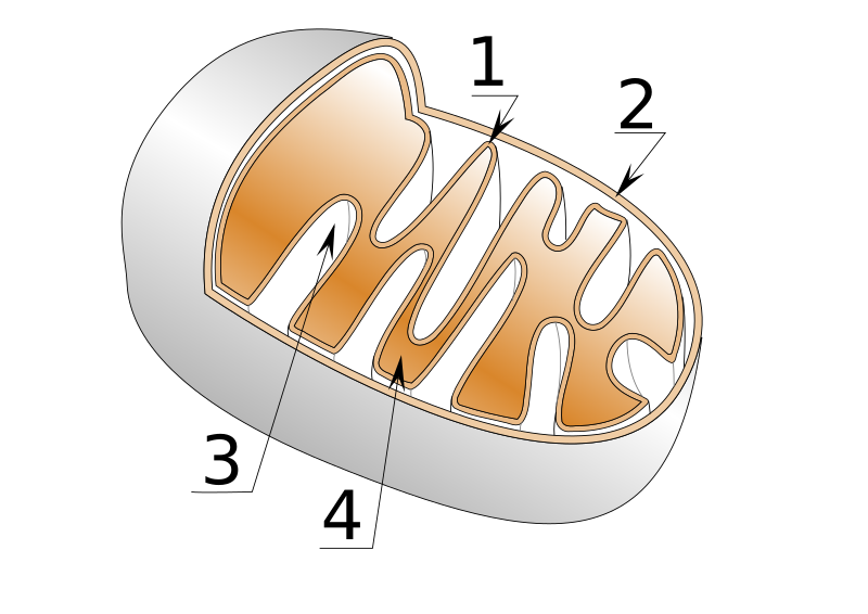 File:Mitochondrie.svg