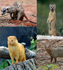 Collage of four brown or yellow mongooses