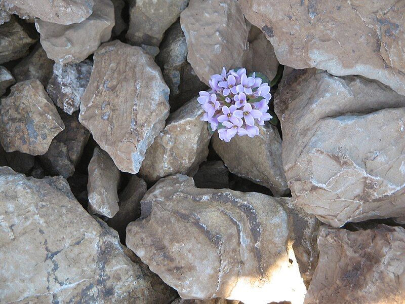 File:Noccaea rotundifolia3.jpg