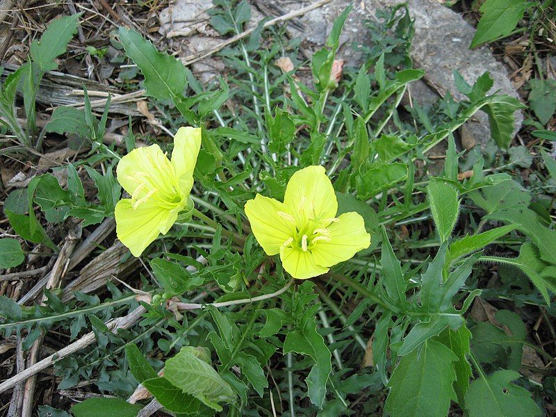 File:Oenothera triloba.jpg