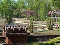 Różanka Rose Garden.