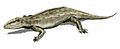 Ophiacodon, North America