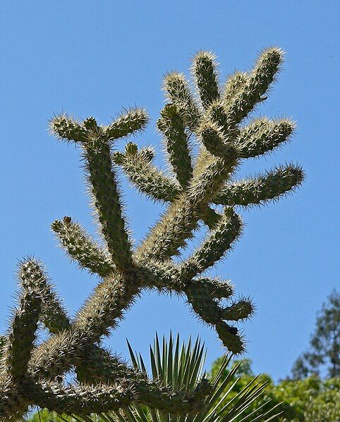 File:Opuntia munzii 2.jpg