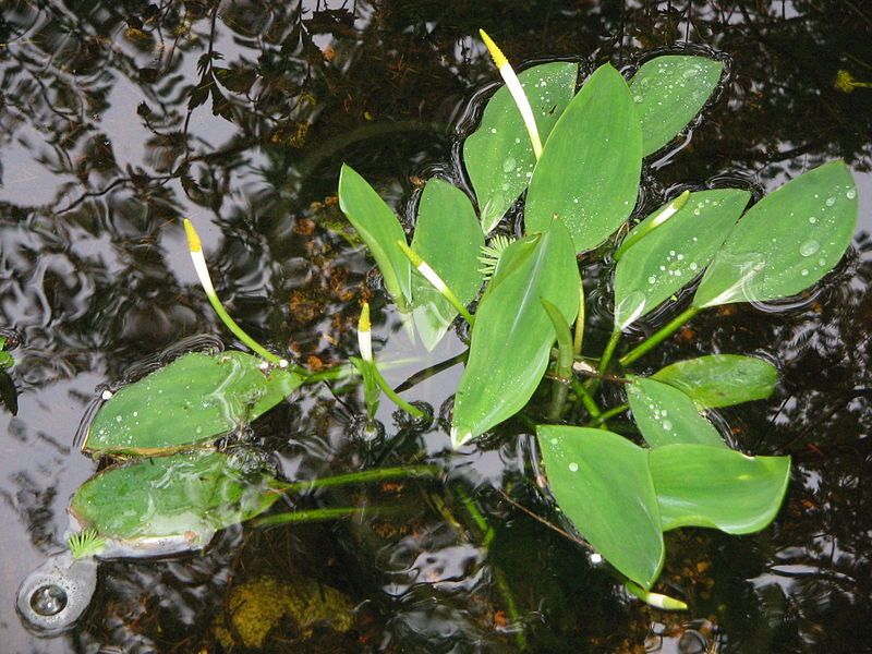 File:Orontium aquaticum5.jpg