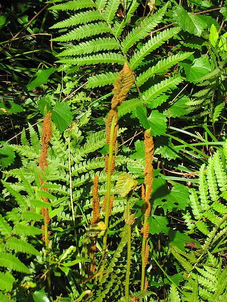 File:Osmundastrum cinnamomeum Etoniah1.jpg