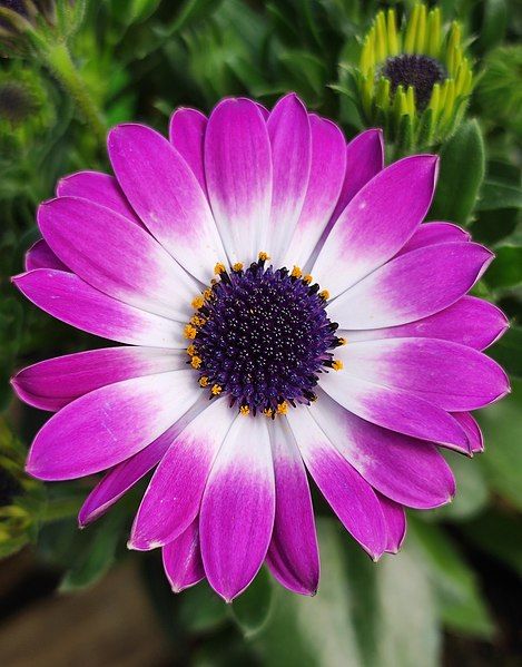 File:Osteospermum flower 2.jpg