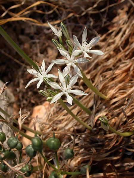 File:Pancratium parviflorum1.JPG