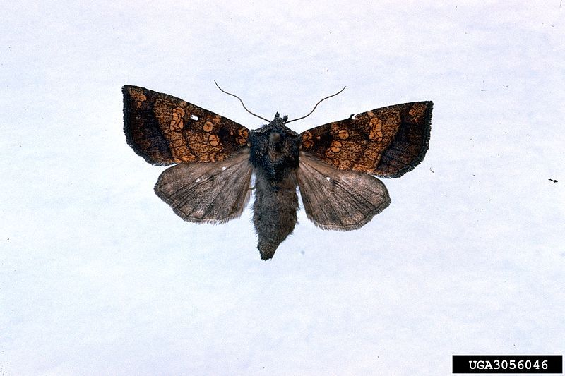 File:Papaipema cataphracta.jpg