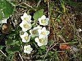 Parnassia palustris