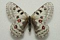 Parnassius actius