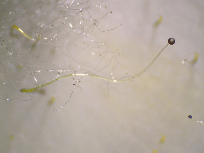 File:Phycomyces blakesleeanus1.jpg