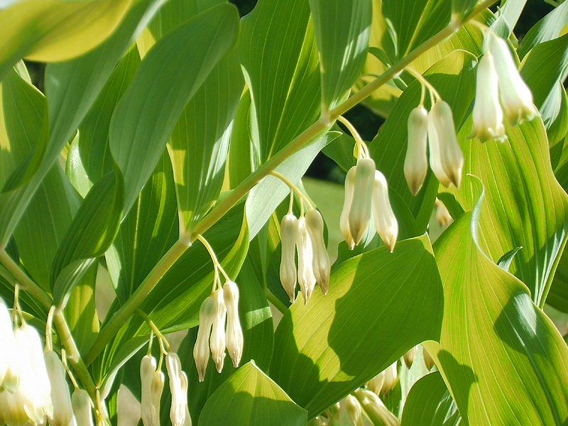 File:Polygonatum.JPG