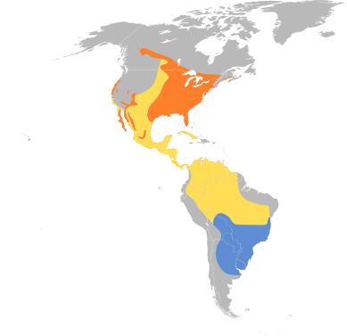 File:Progne subis map.svg