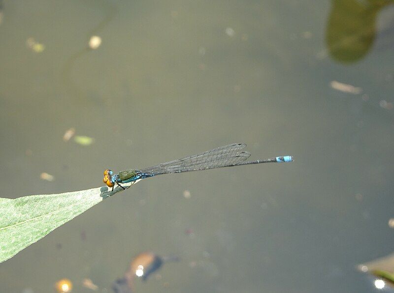 File:Pseudagrion rubriceps01.jpg