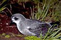 Mottled petrel