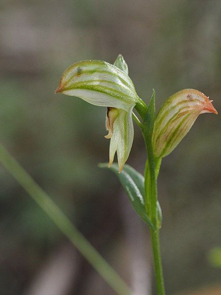 File:Pterostylis major.jpg