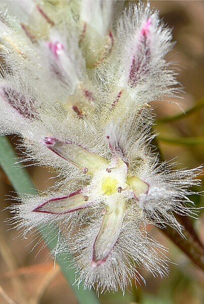 File:Ptilotus pyramidatus.jpg