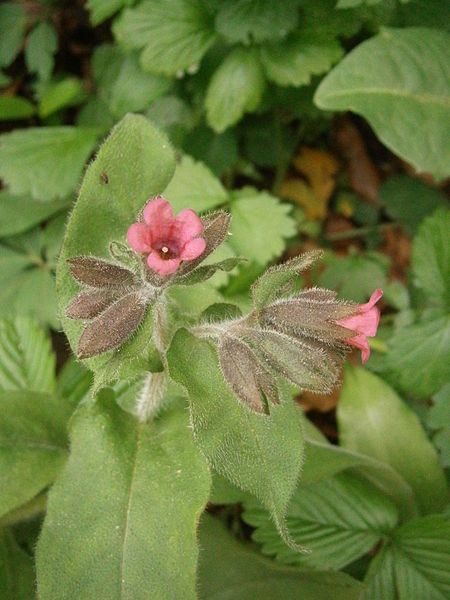 File:Pulmonaria rubra 002.JPG