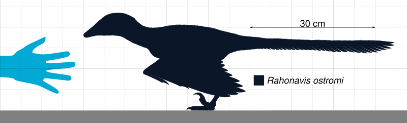 File:Rahonavis Scale.svg