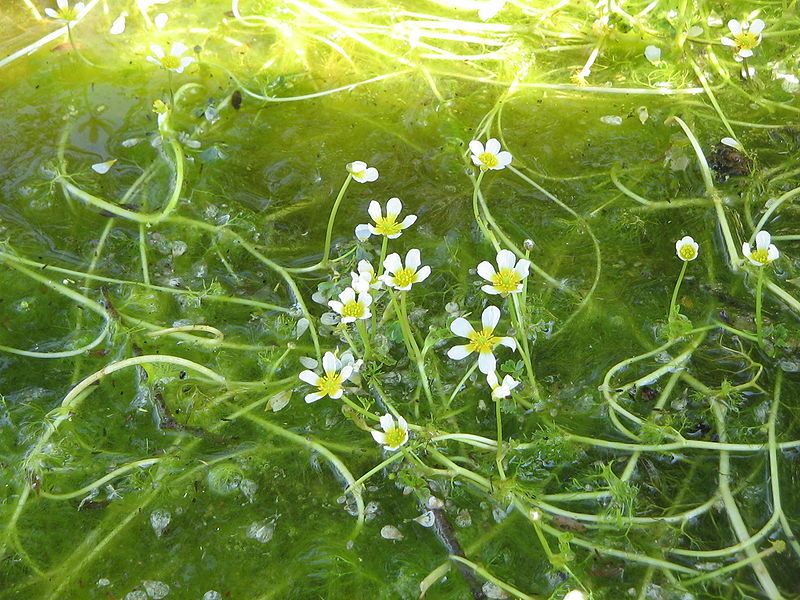 File:Ranunculus aquatilis02.jpg