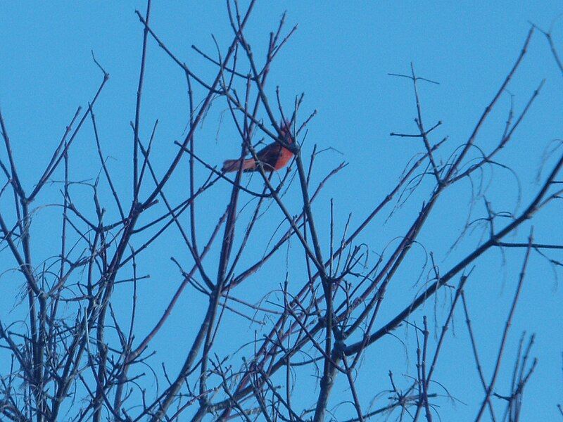 File:Red-bird tree branch-1.jpg